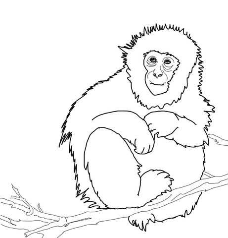 Japanese Macaque Or Snow Monkey Coloring Page